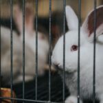 Seis países en América Latina ya han prohibido los experimentos en animales para la industria cosmética